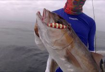 Review Cinnetic Cinergy Light Jigging 180ML ( 60-150 )