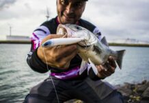 Testeando el señuelo Zig Walker de Cinnetic desde Holanda.