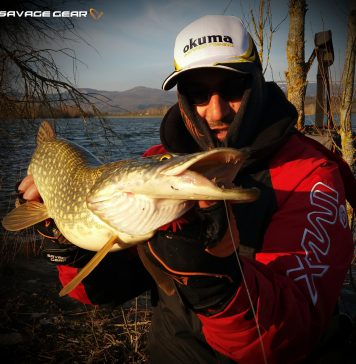 LB Cannibal Shad: el efectivo y popular señuelo de Savage Gear