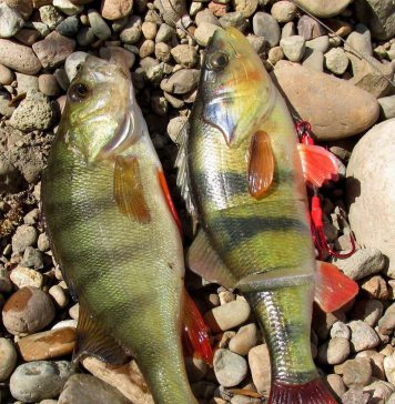 Realidad y ficción al unísono…sinónimo de éxito!!!