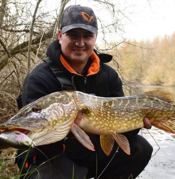 4D Line Thru Trout, señuelo voluminoso y de acción super natural que desencadena las picadas de los lucios mas reacios