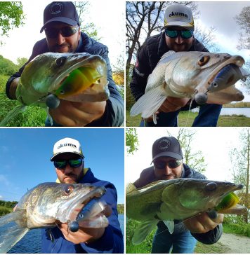 Atacando sin piedad al nuevo 3D LB ROACH SWIM N JERK de Savage Gear