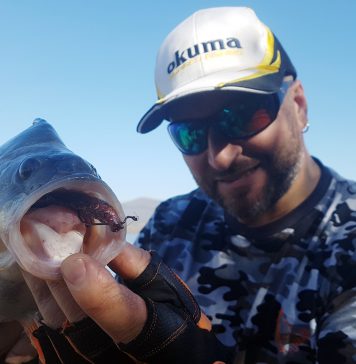 3D REACTION CRAYFISH KITS, el cangrejito de Savage Gear haciendo de las suyas!!!