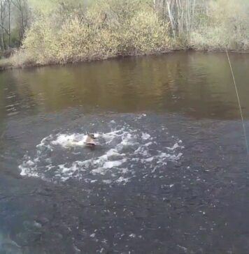 ¿Cómo va el 3D Roach Shine Glider de Savage Gear?